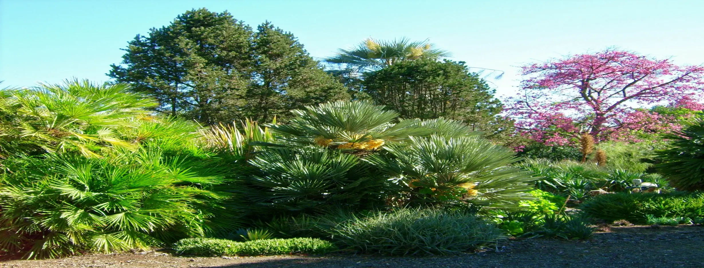 Image for Ruth Bancroft Garden